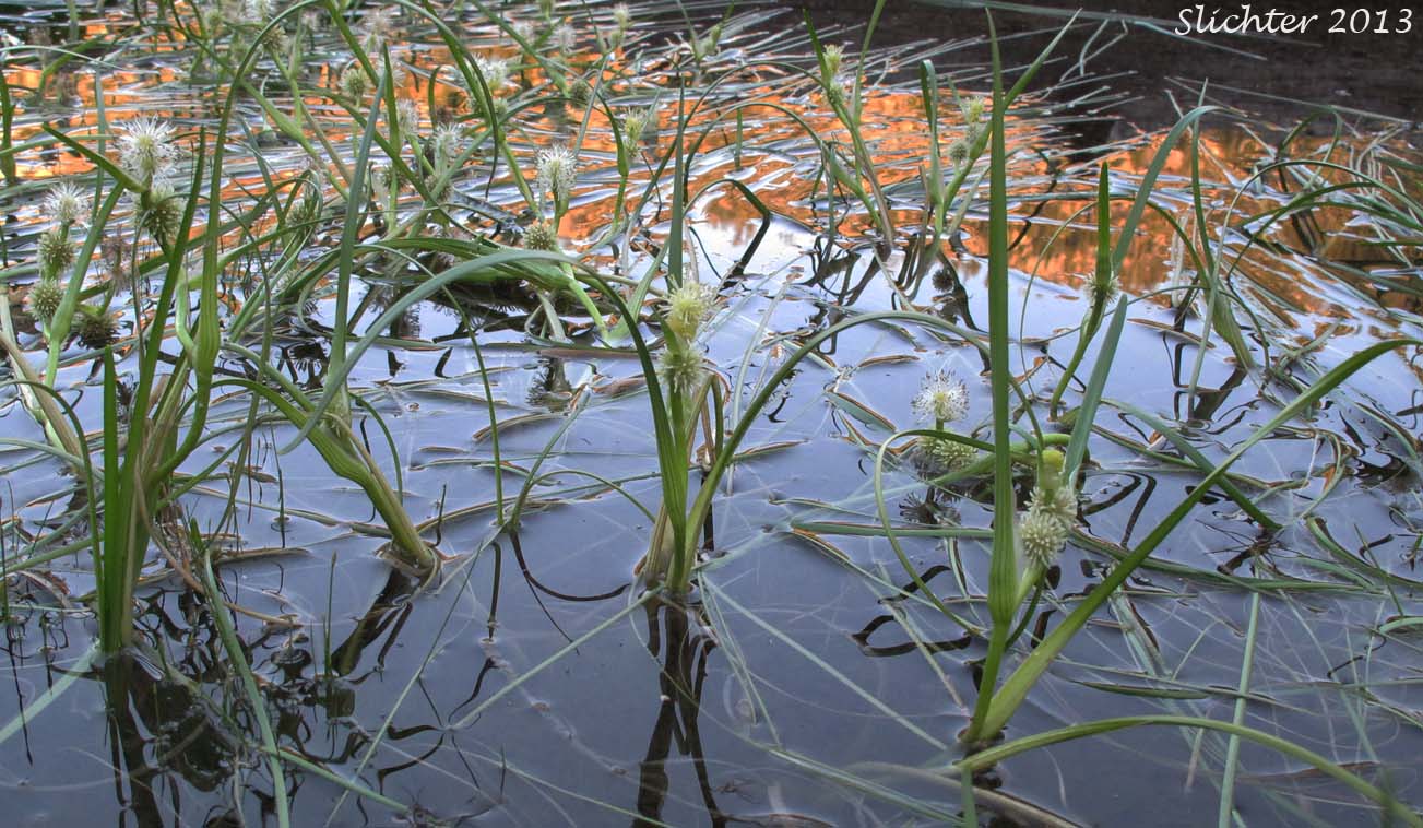 Broadfruit Bur-reed, Broad-fruited Bur-reed: Sparganium eurycarpum (Synonyms: Sparganium californicum, Sarganium erectum, Sparganium erectum ssp. stoloniferum, Sparganium eu;rycarpum ssp. eurycarpum, Sparganium eurycarpum var. greenei, Sparganium greenei)