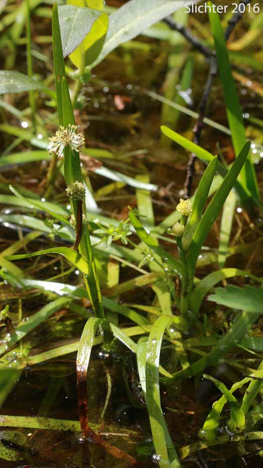 Arctic Bur-reed, Small Bur-reed: Sparganium natans (Synonym: Sparganium minimum)