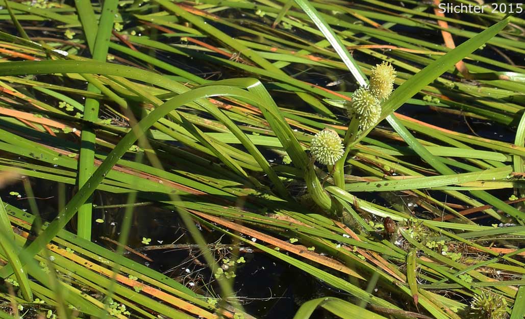 Arctic Bur-reed, Small Bur-reed: Sparganium natans (Synonym: Sparganium minimum)