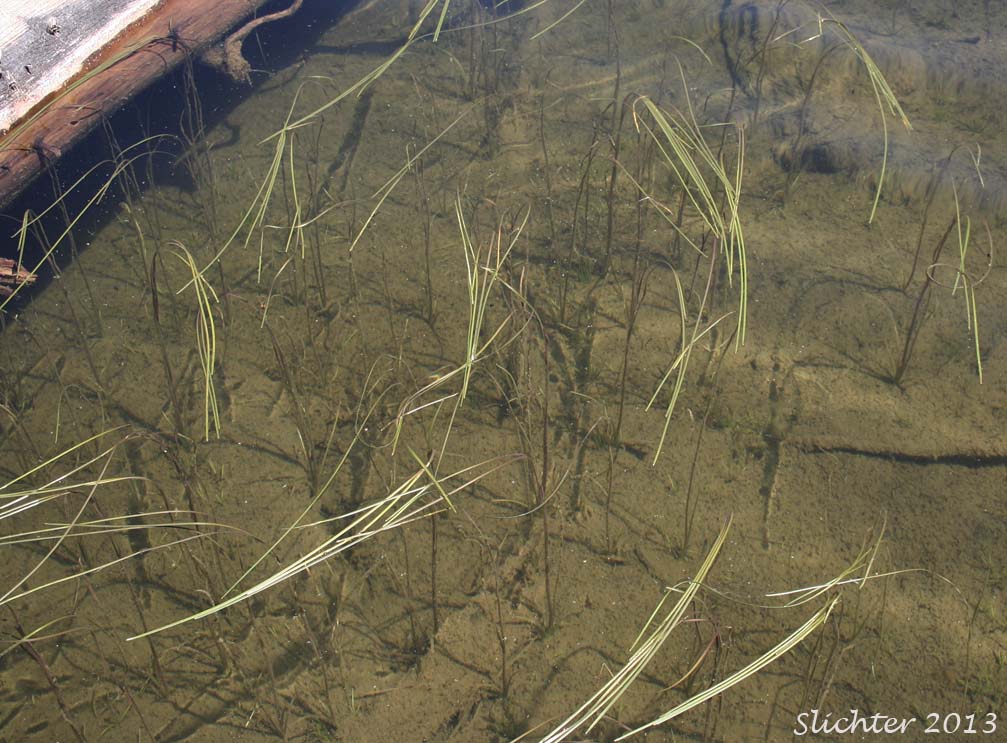 Arctic Bur-reed, Small Bur-reed: Sparganium natans (Synonym: Sparganium minimum)