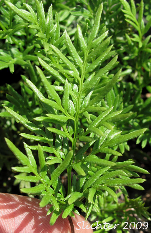 Frond of Indian's Dream, Oregon Cliff Brake, Podfern: Aspidotis densa (Synonyms: Cheilanthes siliquosa, Cryptogramma densa, Onychium densum, Pellaea densa)