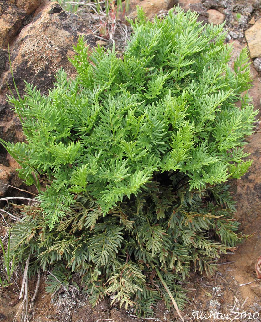 Indian's Dream, Oregon Cliff Brake, Podfern: Aspidotis densa (Synonyms: Cheilanthes siliquosa, Cryptogramma densa, Onychium densum, Pellaea densa)