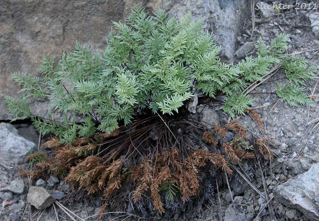 Indian's Dream, Oregon Cliff Brake, Podfern: Aspidotis densa (Synonyms: Cheilanthes siliquosa, Cryptogramma densa, Onychium densum, Pellaea densa)