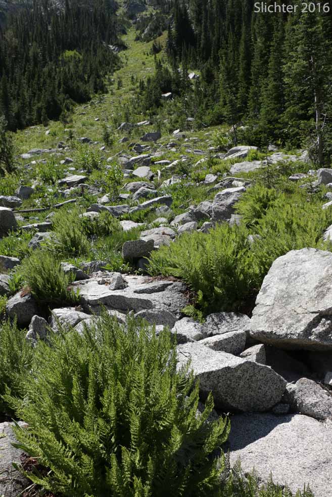 Alpine Ladyfern, American Alpine Lady Fern: Athyrium americanum