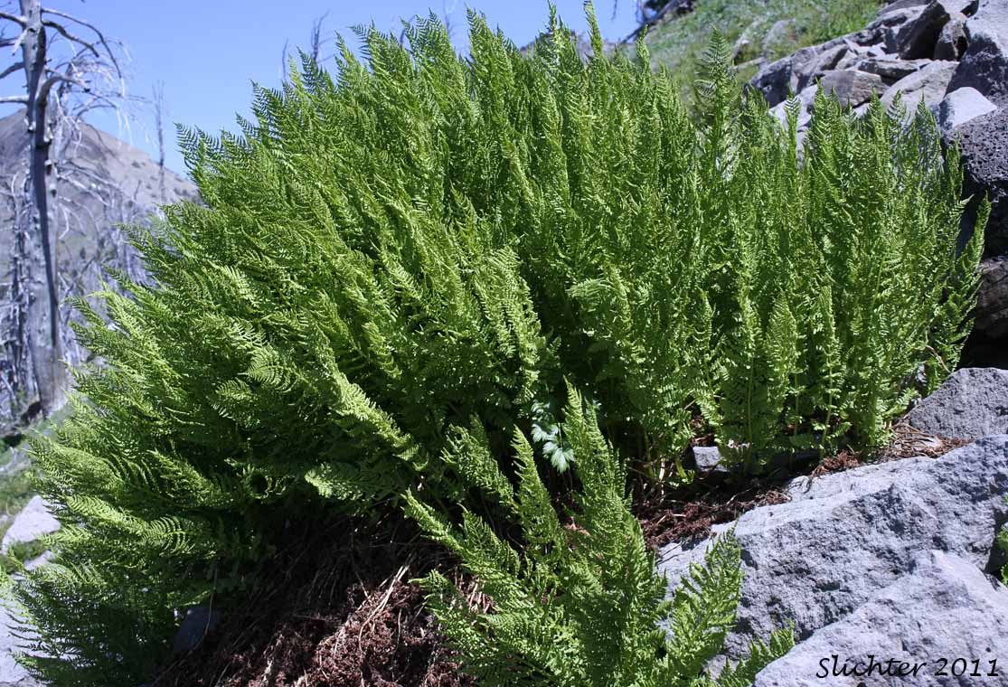 Alpine Ladyfern, American Alpine Lady Fern: Athyrium americanum