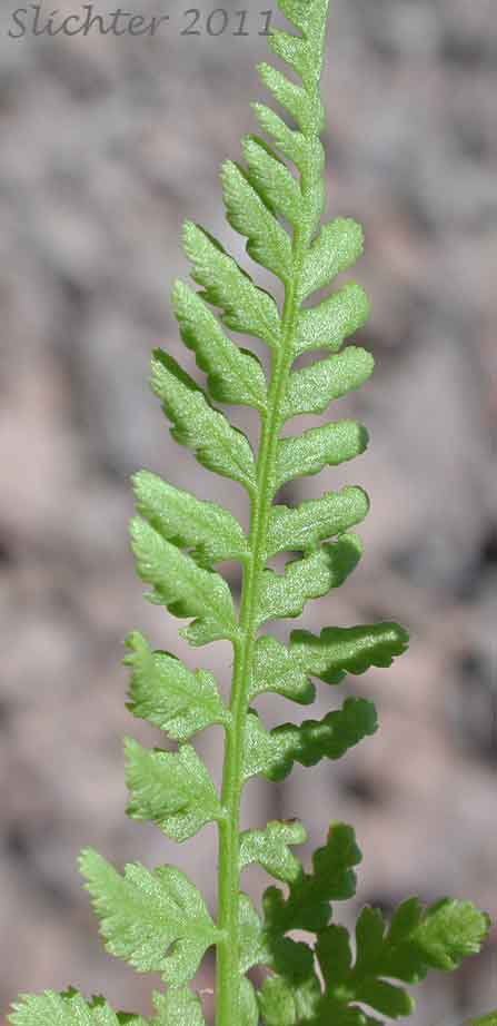 Dorsal surface of a leaflet of Alpine Ladyfern, American Alpine Lady Fern: Athyrium americanum