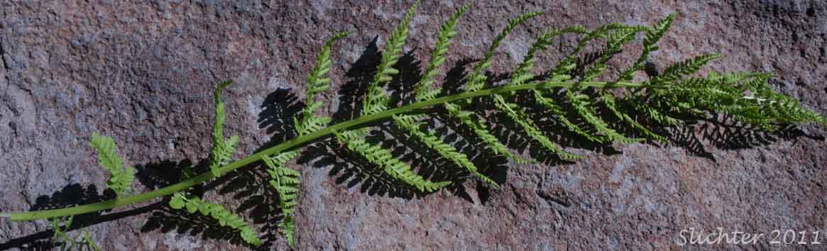 Alpine Ladyfern, American Alpine Lady Fern: Athyrium americanum