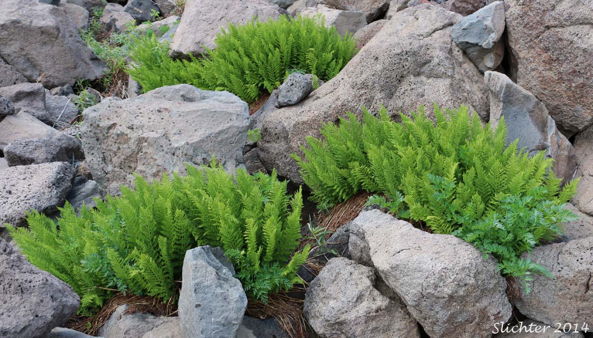 Alpine Ladyfern, American Alpine Lady Fern: Athyrium americanum