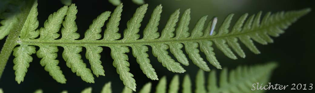Leaflet of Common Ladyfern, Northwestern Ladyfern, Northwestern Lady Fern: Athyrium filix-femina var. cyclosorum (Synonym: Athryium filix-femina ssp. cyclosorum)