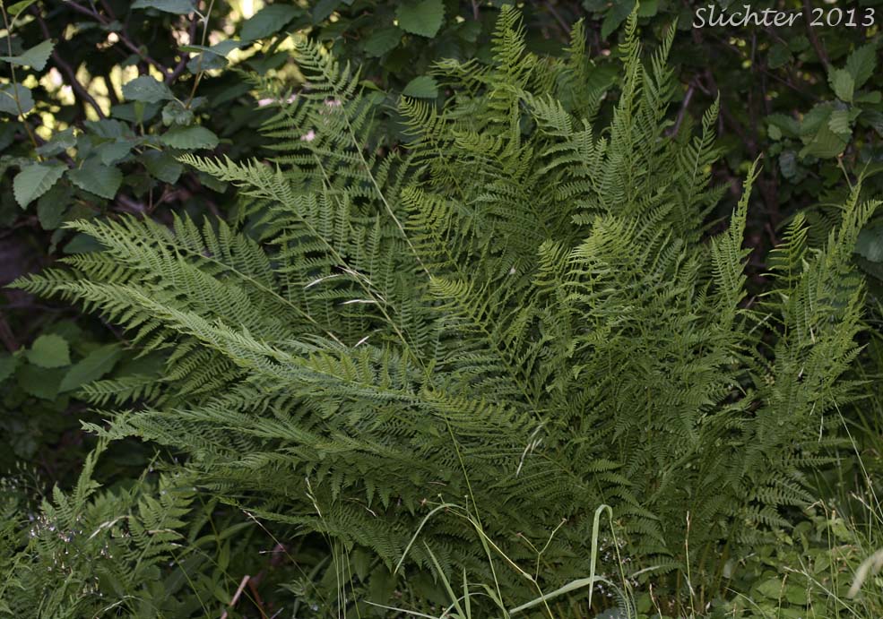 Common Ladyfern, Northwestern Ladyfern, Northwestern Lady Fern: Athyrium filix-femina var. cyclosorum (Synonym: Athryium filix-femina ssp. cyclosorum)