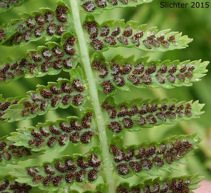 Common Ladyfern, Northwestern Ladyfern, Northwestern Lady Fern: Athyrium filix-femina var. cyclosorum (Synonym: Athryium filix-femina ssp. cyclosorum)