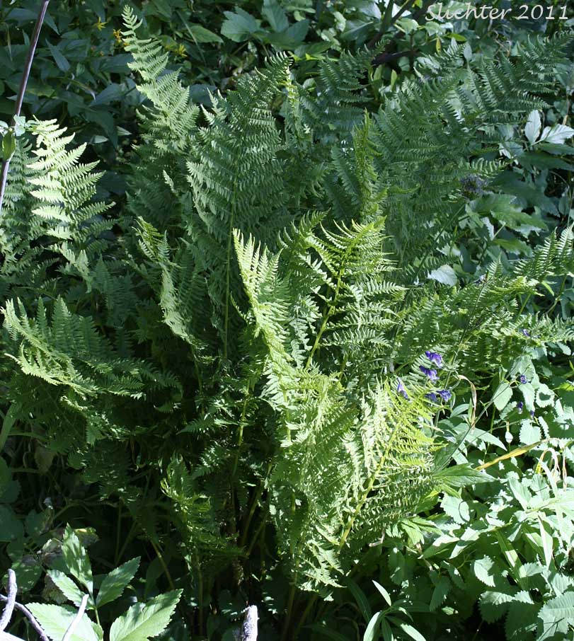 Common Ladyfern, Northwestern Ladyfern, Northwestern Lady Fern: Athyrium filix-femina var. cyclosorum (Synonym: Athryium filix-femina ssp. cyclosorum)
