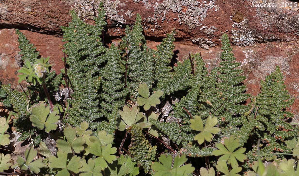 Lace Lipfern, Lace Fern: Myriopteris gracillima (Synonym: Cheilanthes gracillima)