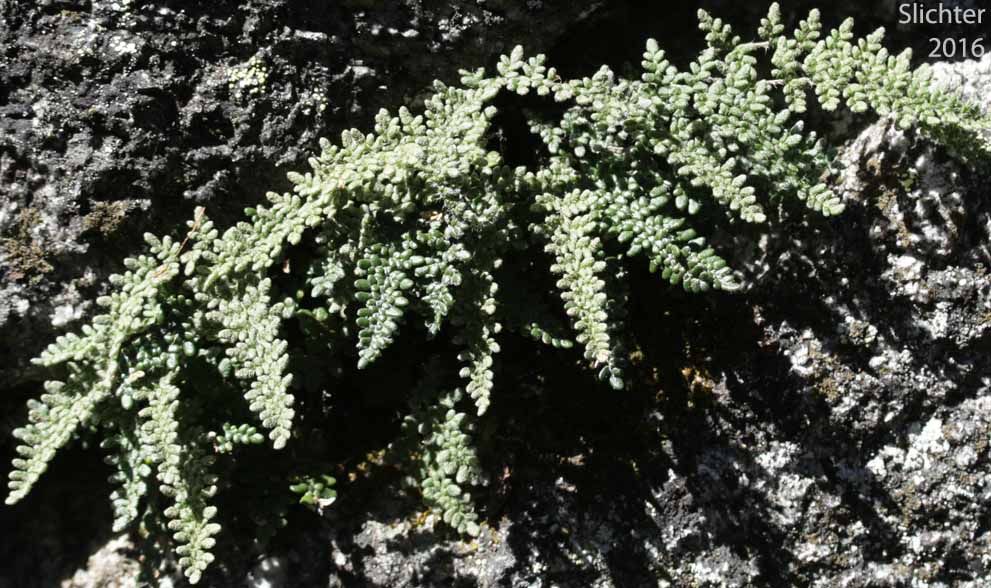 Lace Lipfern, Lace Fern: Myriopteris gracillima (Synonym: Cheilanthes gracillima)