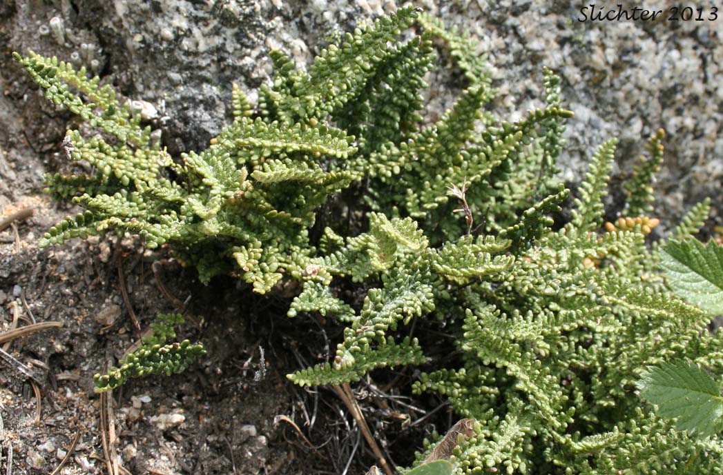 Lace Lipfern, Lace Fern: Myriopteris gracillima (Synonym: Cheilanthes gracillima)