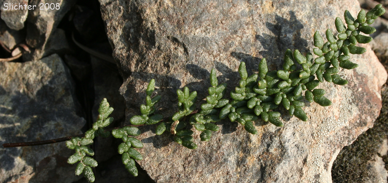 Upper frond surface of Lace Lipfern, Lace Fern: Myriopteris gracillima (Synonym: Cheilanthes gracillima)