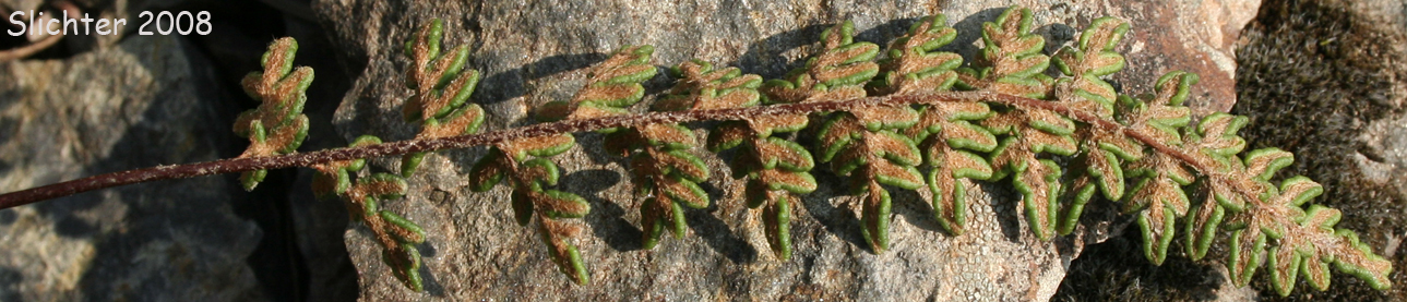 Lower surface of frond of Lace Lipfern, Lace Fern: Myriopteris gracillima (Synonym: Cheilanthes gracillima)