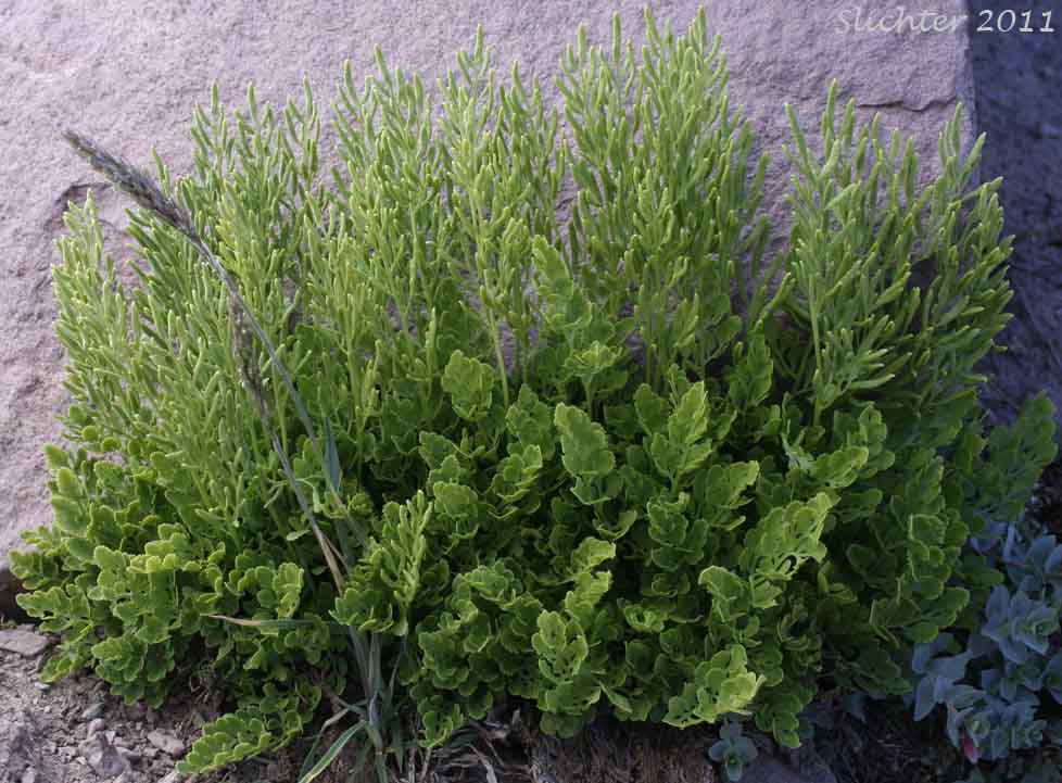 American Rockbrake, American Parsley Fern: Cryptogramma acrostichoides (Synonyms: Cryptogramma crispa ssp. acrostichoides, Cryptogramma crispa var. acrostichoides)