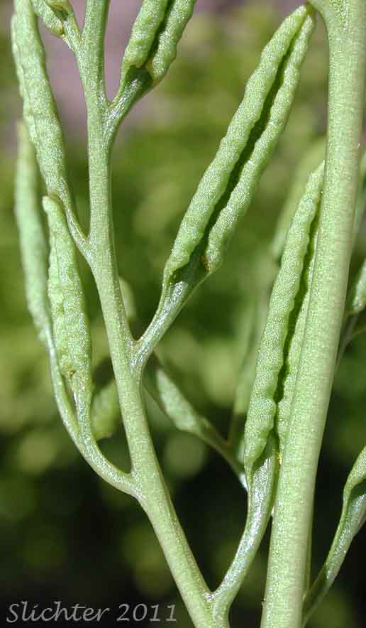American Rockbrake, American Parsley Fern: Cryptogramma acrostichoides (Synonyms: Cryptogramma crispa ssp. acrostichoides, Cryptogramma crispa var. acrostichoides)
