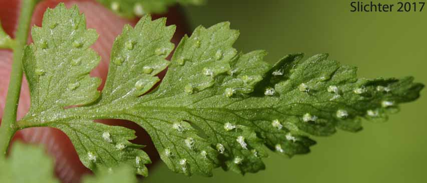 Underside of the frond of Brittle Bladderfern, Fragile Fern, Brittle Fern, Bladder Fern: Cystopteris fragilis (Synonyms: Cystopteris dicieana, Polypodium fragile)