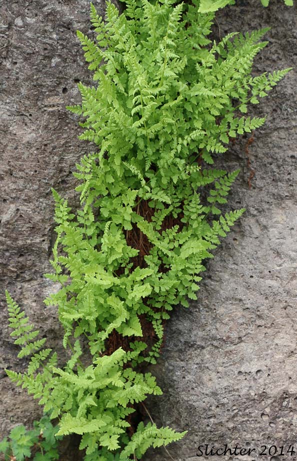 Brittle Bladderfern, Fragile Fern, Brittle Fern, Bladder Fern: Cystopteris fragilis (Synonyms: Cystopteris dicieana, Polypodium fragile)