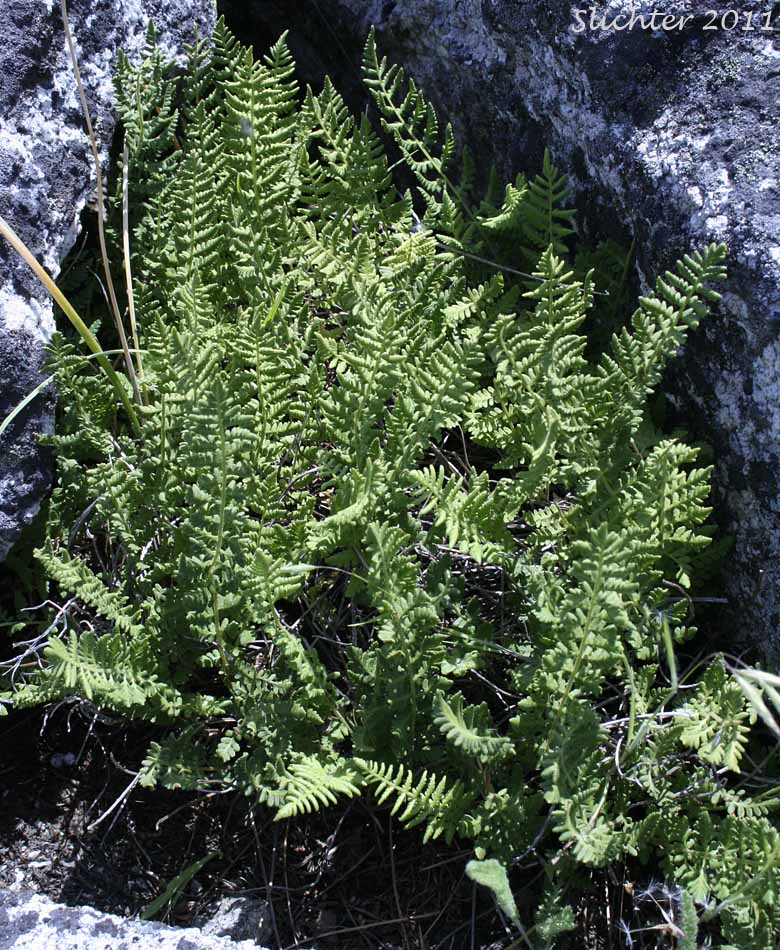 Brittle Bladderfern, Fragile Fern, Brittle Fern, Bladder Fern: Cystopteris fragilis (Synonyms: Cystopteris dicieana, Polypodium fragile)