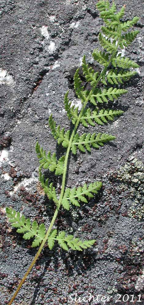 Brittle Bladderfern, Fragile Fern, Brittle Fern, Bladder Fern: Cystopteris fragilis (Synonyms: Cystopteris dicieana, Polypodium fragile)