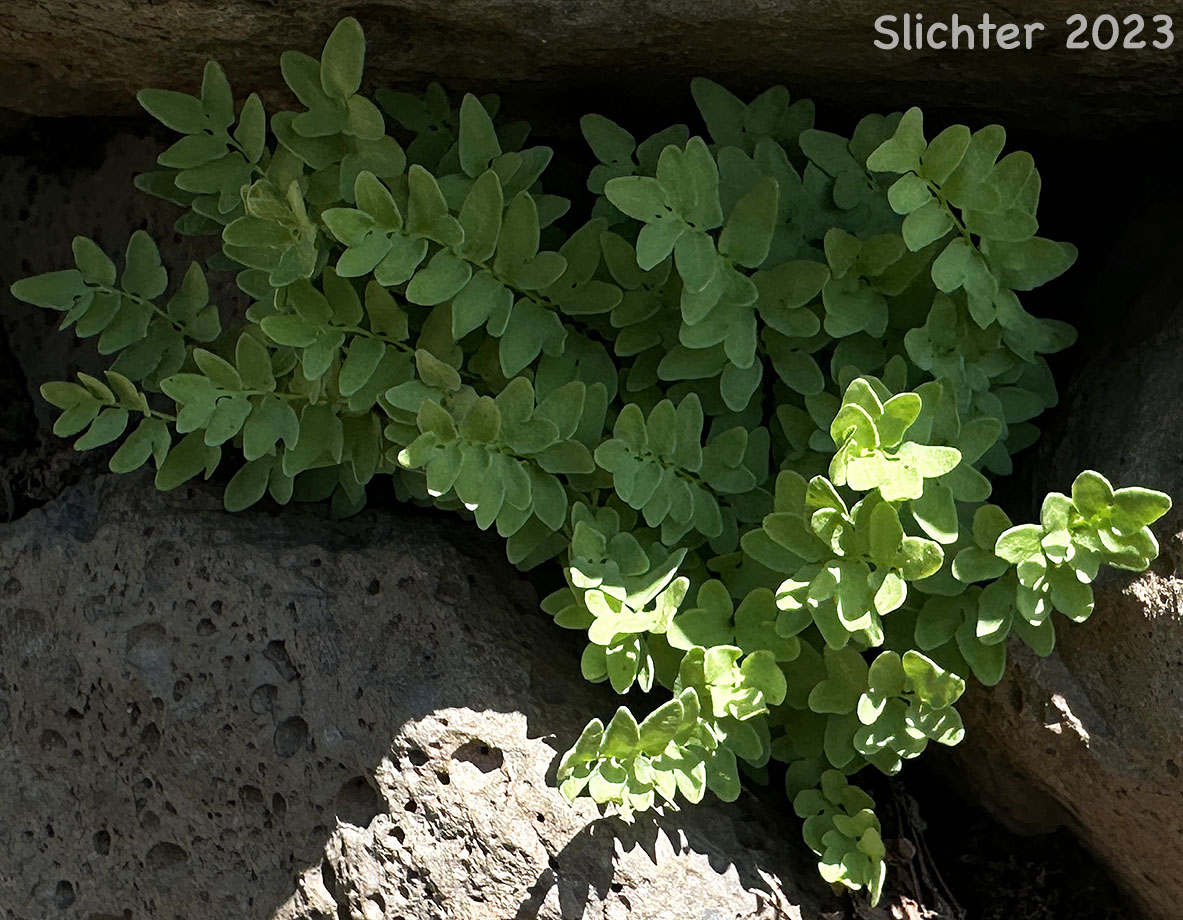 Brewer's Cliffbrake, Brewer's Cliff Brake: Pellaea breweri