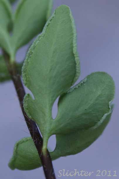 Leaflet of Brewer's Cliffbrake, Brewer's Cliff Brake: Pellaea breweri