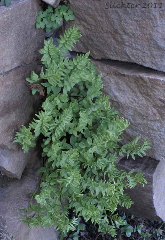 Brewer's Cliffbrake, Brewer's Cliff Brake: Pellaea breweri
