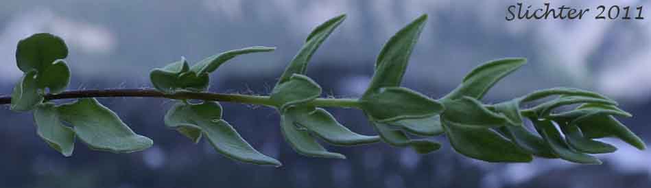 Frond of Brewer's Cliffbrake, Brewer's Cliff Brake: Pellaea breweri