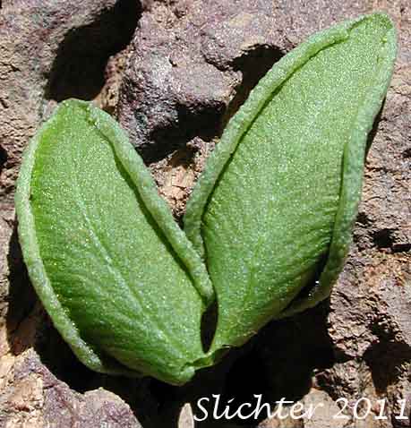 Ventral surface of a pinnae (leaflet) of Brewer's Cliffbrake, Brewer's Cliff Brake: Pellaea breweri