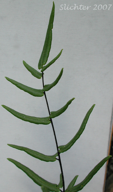 Smooth Cliffbrake, Simple Cliffbrake: Pellaea glabella ssp. simplex