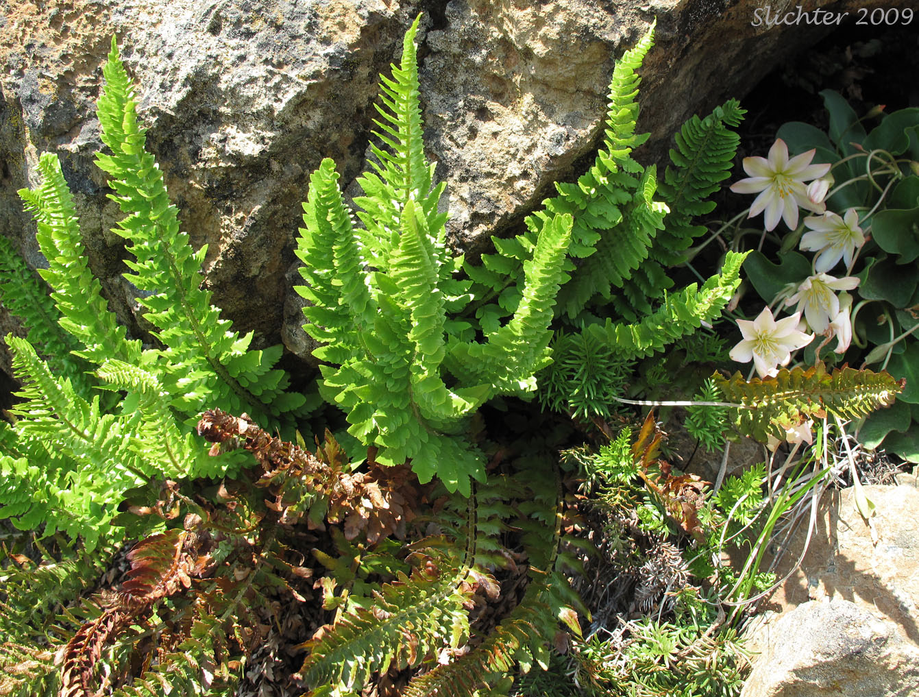 Shasta Fern: Polystichum lemmonii (Synonyms: Polystichum mohrioides, Polystichum mohrioides var. lemmonii)