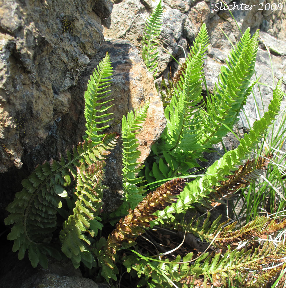 Shasta Fern: Polystichum lemmonii (Synonyms: Polystichum mohrioides, Polystichum mohrioides var. lemmonii)