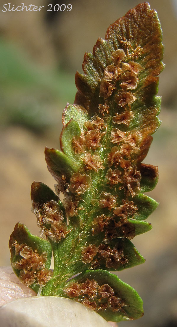 Leaflet with spore capsules of Shasta Fern: Polystichum lemmonii (Synonyms: Polystichum mohrioides, Polystichum mohrioides var. lemmonii)