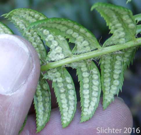 Holly Fern, Mountain Hollyfern, Northern Holly-fern: Polystichum lonchitis (Synonym: Polypodium lonchitis)