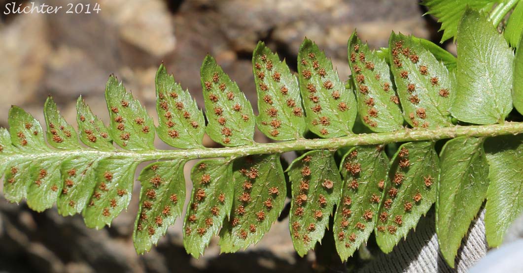 Holly Fern, Mountain Hollyfern, Northern Holly-fern: Polystichum lonchitis (Synonym: Polypodium lonchitis)