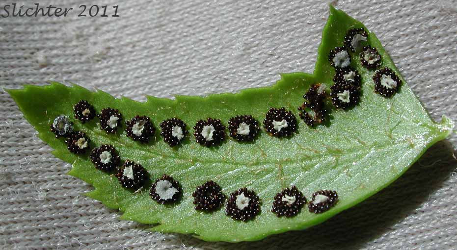 Ventral surface of a leaflet of Holly Fern, Mountain Hollyfern, Northern Holly-fern: Polystichum lonchitis (Synonym: Polypodium lonchitis)