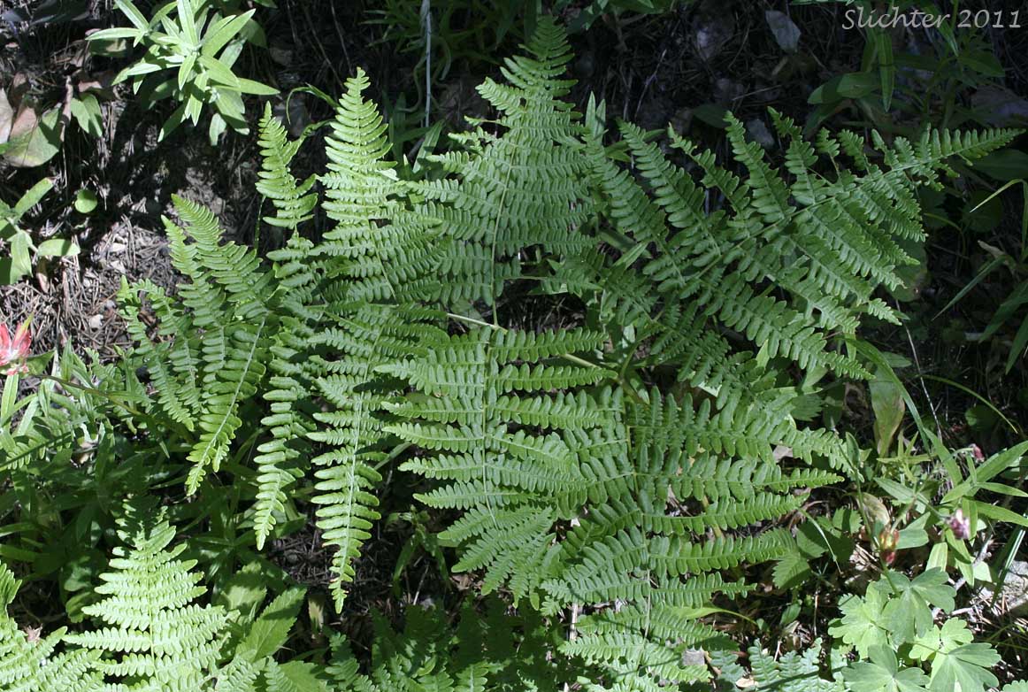 Bracken, Brake Fern, Hairy Bracken, Western Brackenfern, Northern Bracken: Pteridium aquilinum var. pubescens (Synonym: Pteridium aquilinum ssp. lanuginosum, Pteridium aquilinum ssp. pubescens, Pteridium aquilinum var. lanuginosum, Pteris aquilinum var. pubescens)