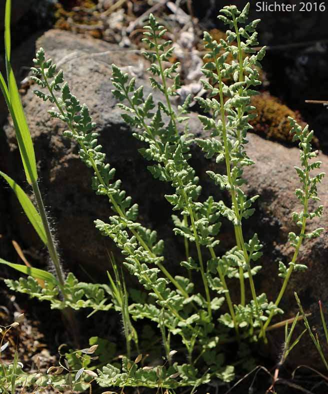 Oregon Cliff Fern, Oregon Woodsia, Western Cliff Fern: Woodsia oregana ssp. oregana