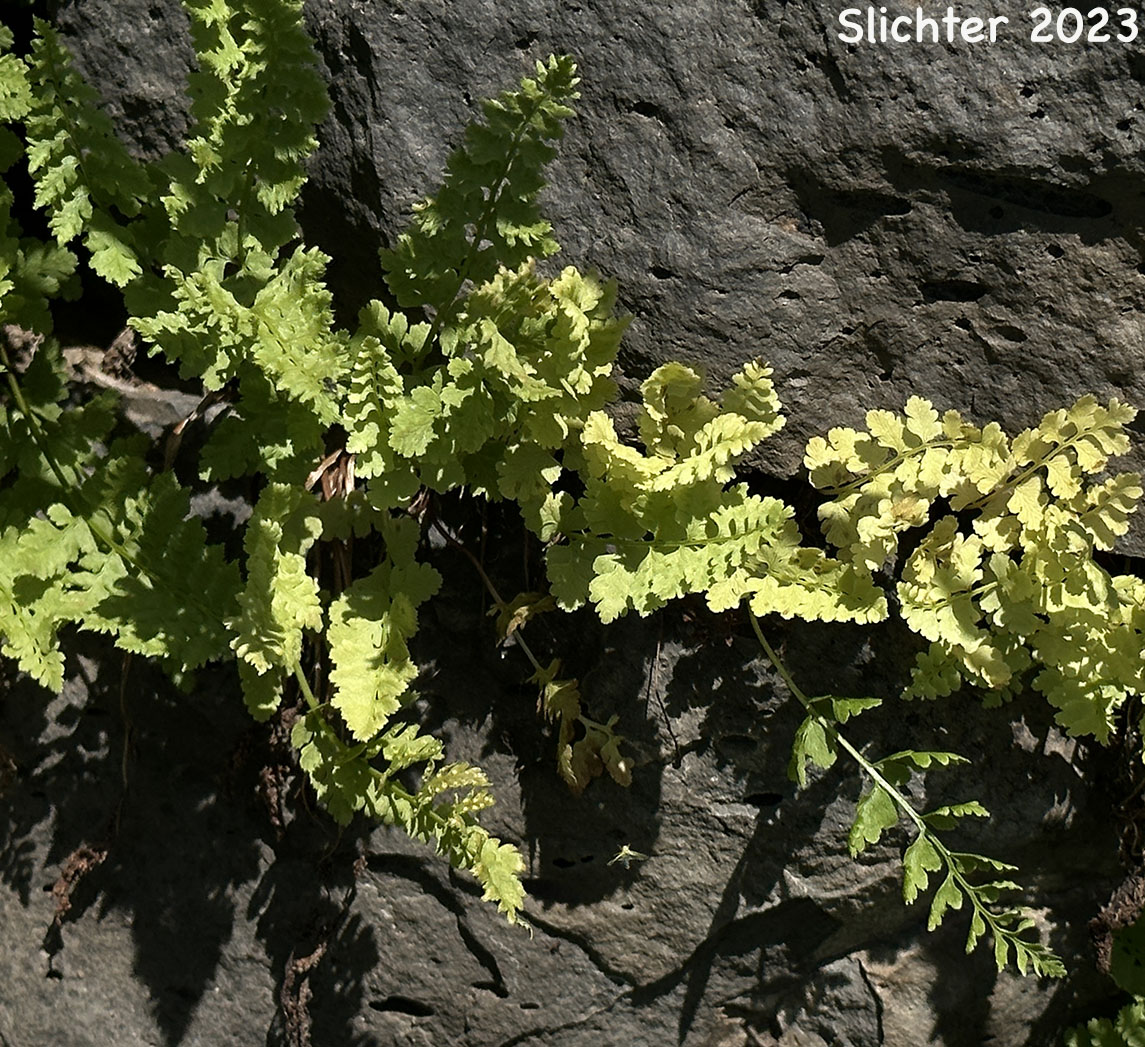 Oregon Cliff Fern, Oregon Woodsia, Western Cliff Fern: Woodsia oregana ssp. oregana