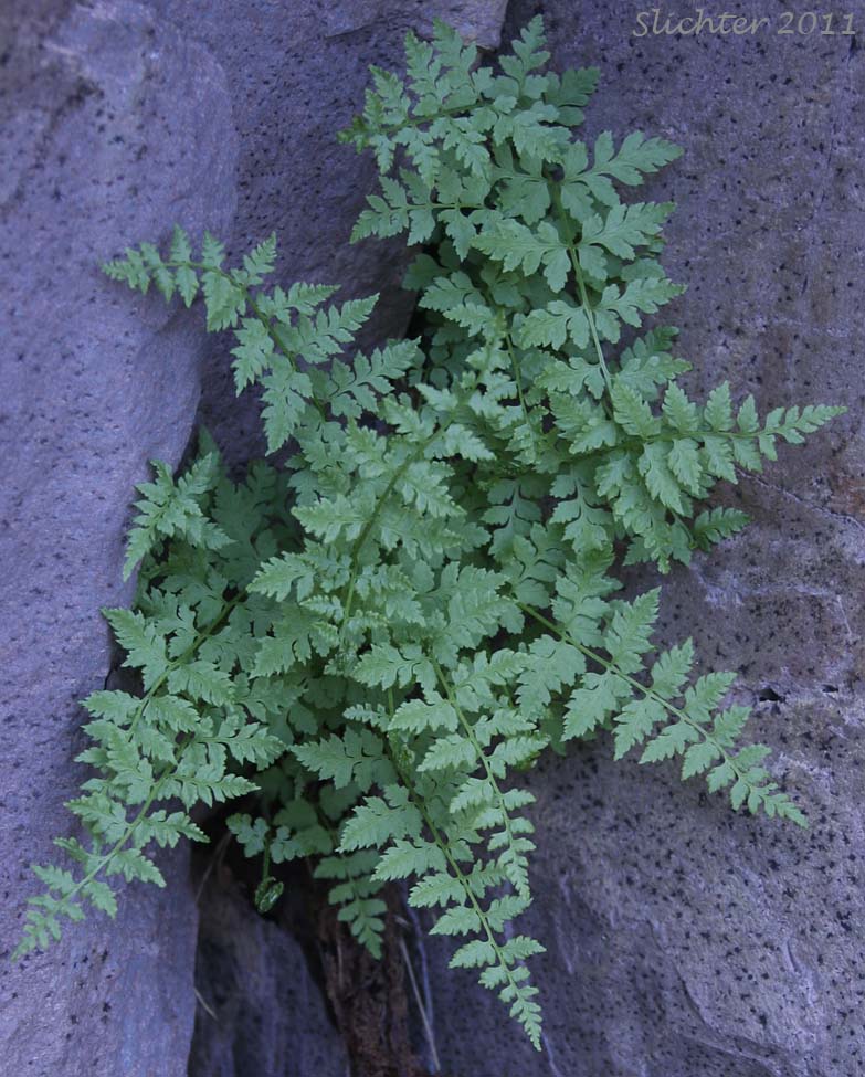 Oregon Cliff Fern, Oregon Woodsia, Western Cliff Fern: Woodsia oregana ssp. oregana