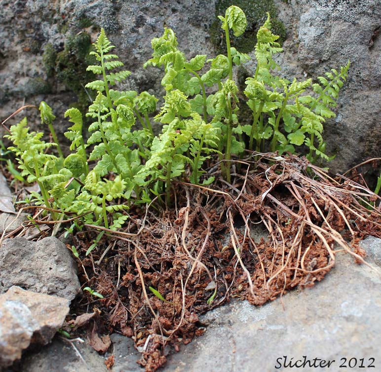 Oregon Cliff Fern, Oregon Woodsia, Western Cliff Fern: Woodsia oregana ssp. oregana
