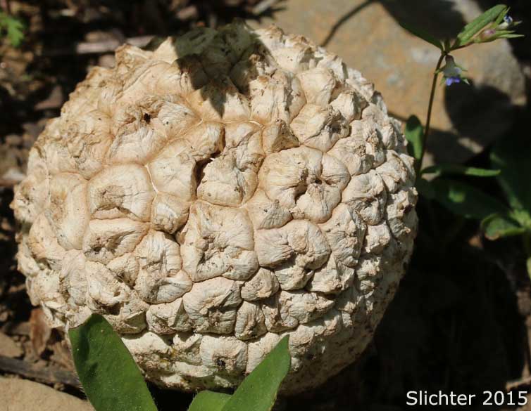 Giant Puffball: Calbovista subsculpta