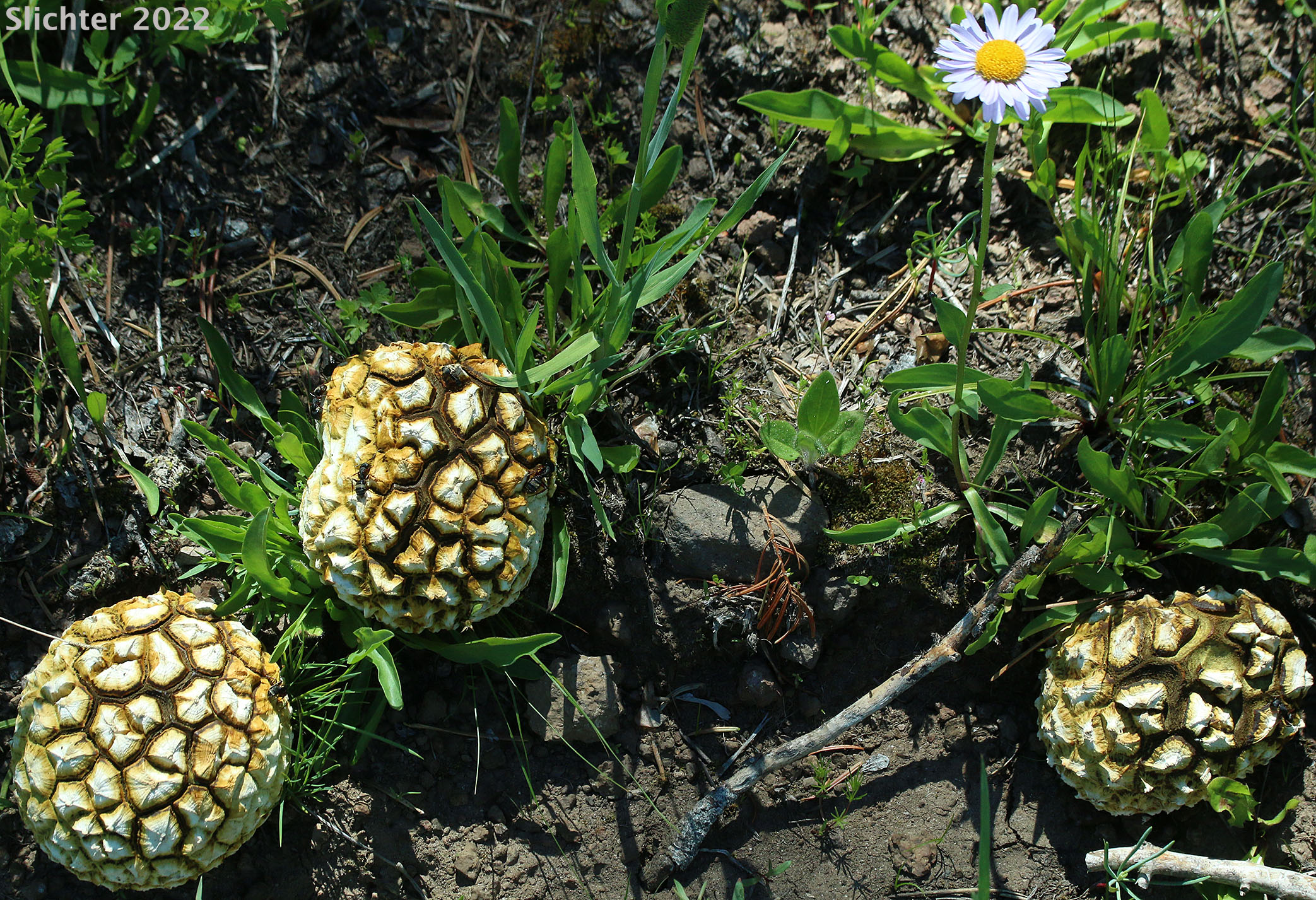 Giant Puffball: Calbovista subsculpta