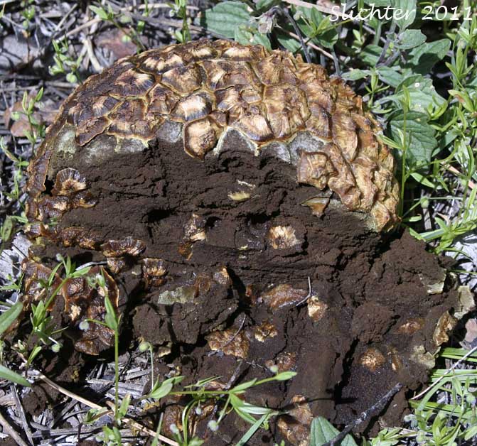 Cross-section of a Giant Puffball: Calbovista subsculpta