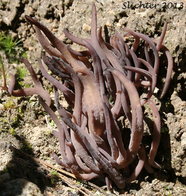 Purple Coral, Purple Club Coral, Purple Fairy Club, Purple Squid Mushroom: Clavaria purpurea (Synonym: Alloclavaria purpurea)