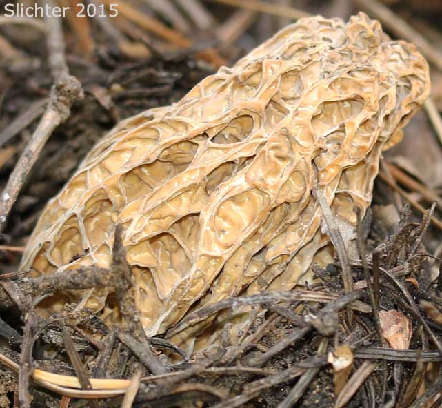 Morel: Morchella deliciosa