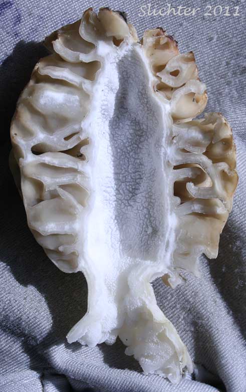 Cross-section of a morel: Morchella deliciosa